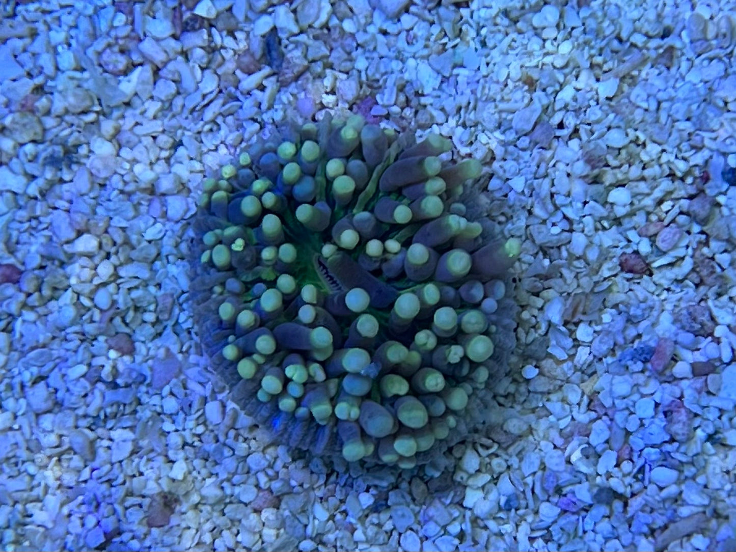 Ultra Heliofungia small
