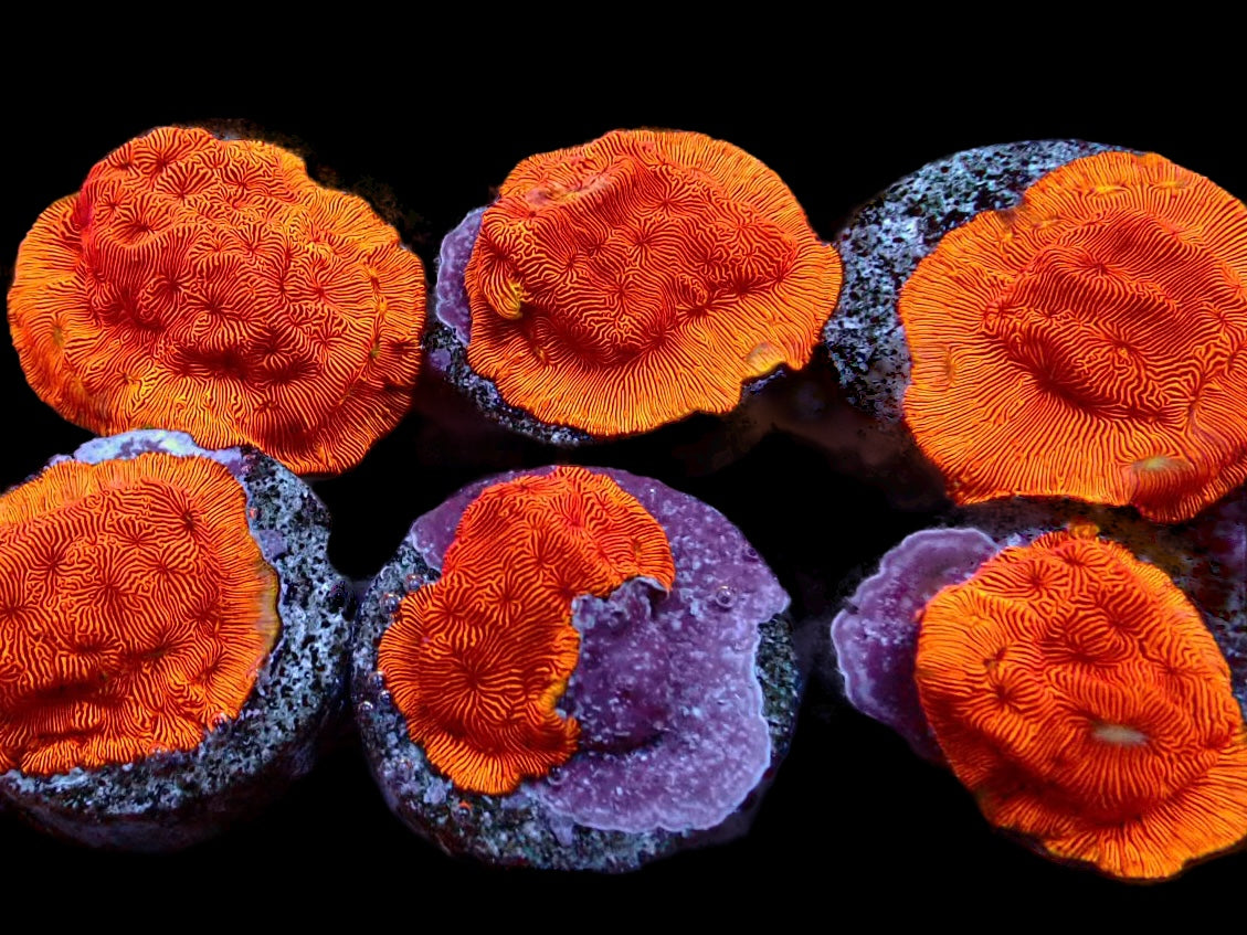 Orange Leptoseris Frags