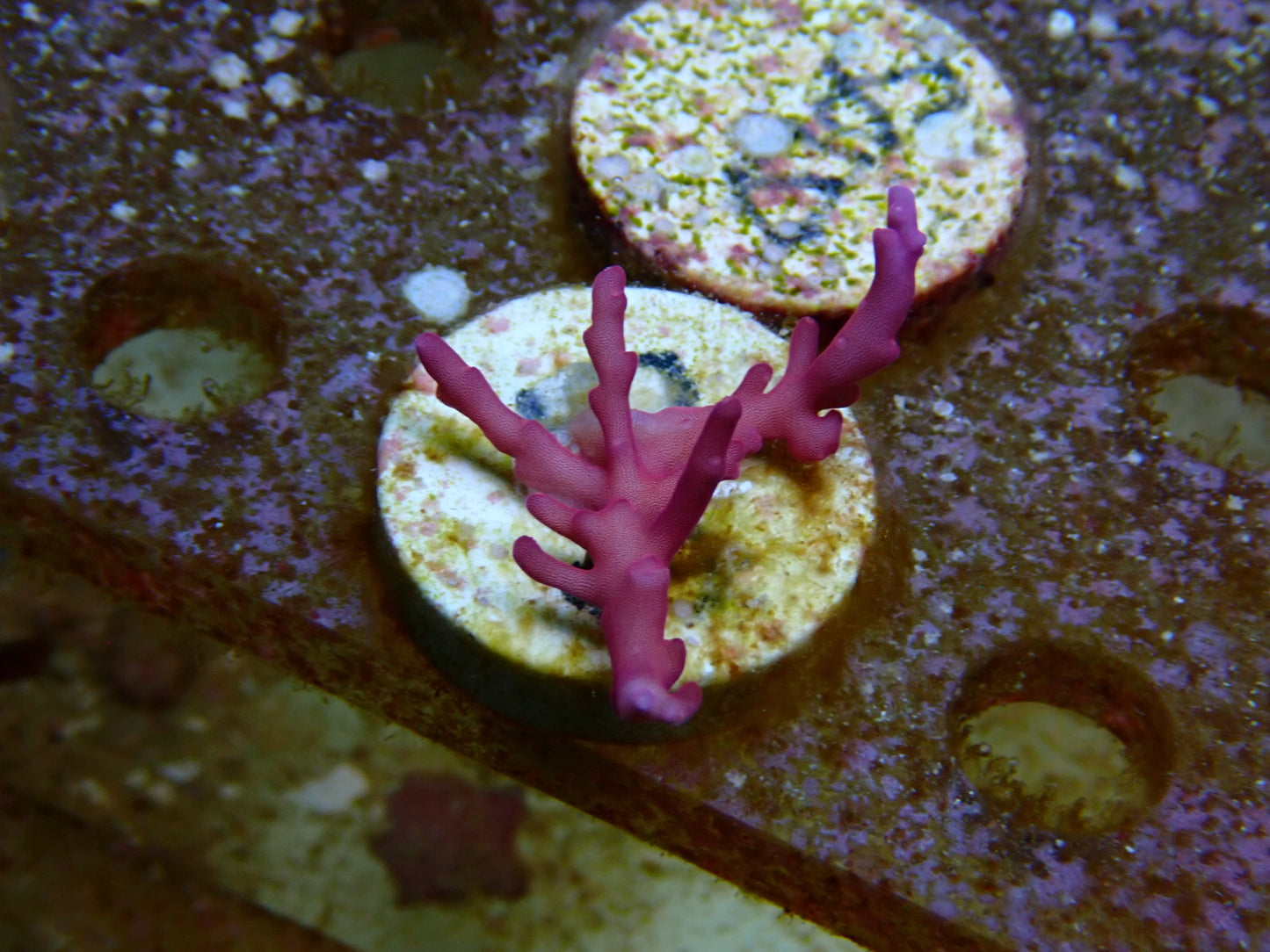 Red Dragon sps frags