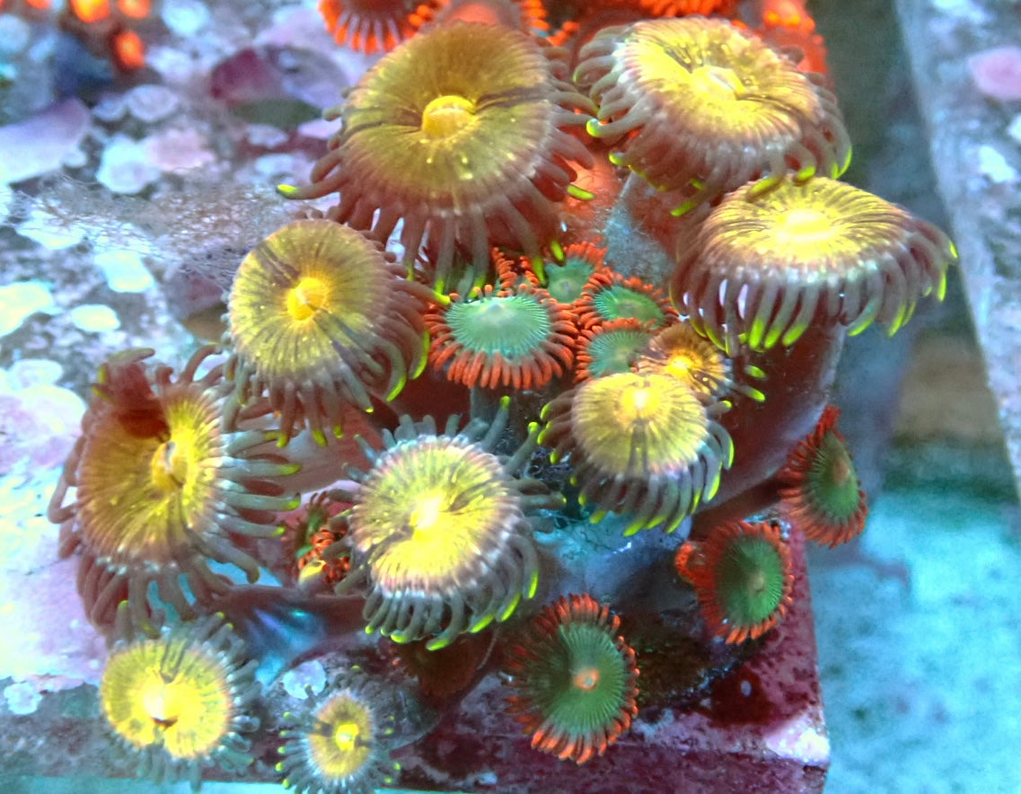 Assorted zoa frag 1