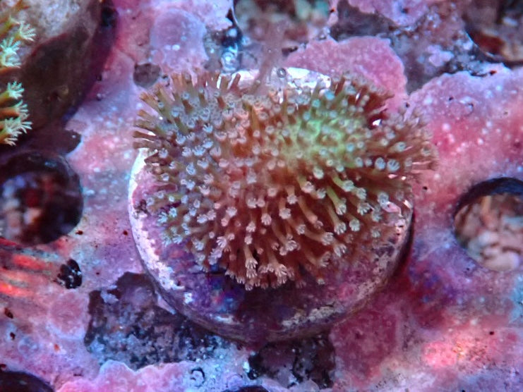Soft Coral frag 5