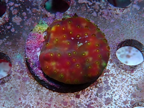 Sustainable reefs frag 3 wysiwyg