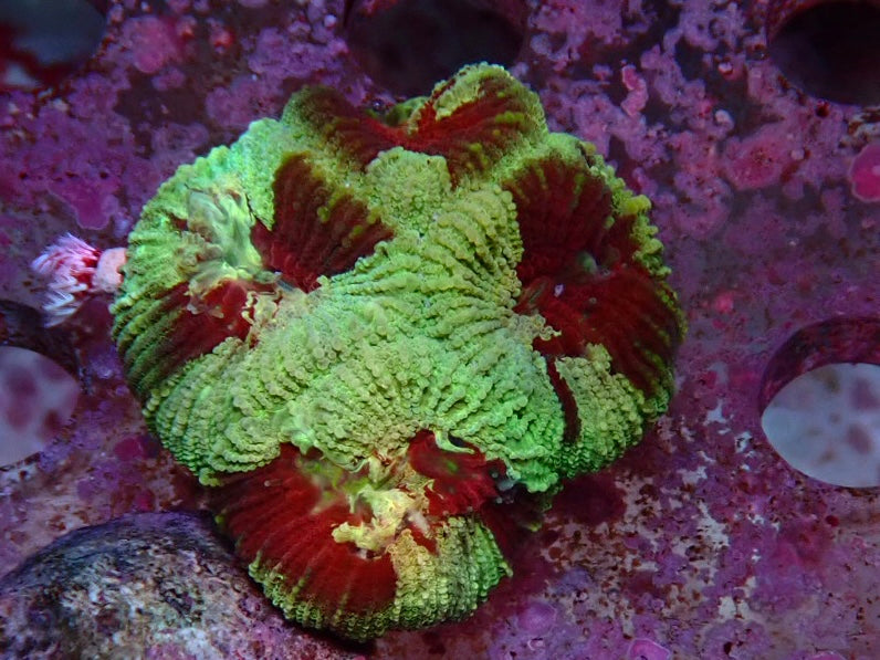 Favia Green red splash frag