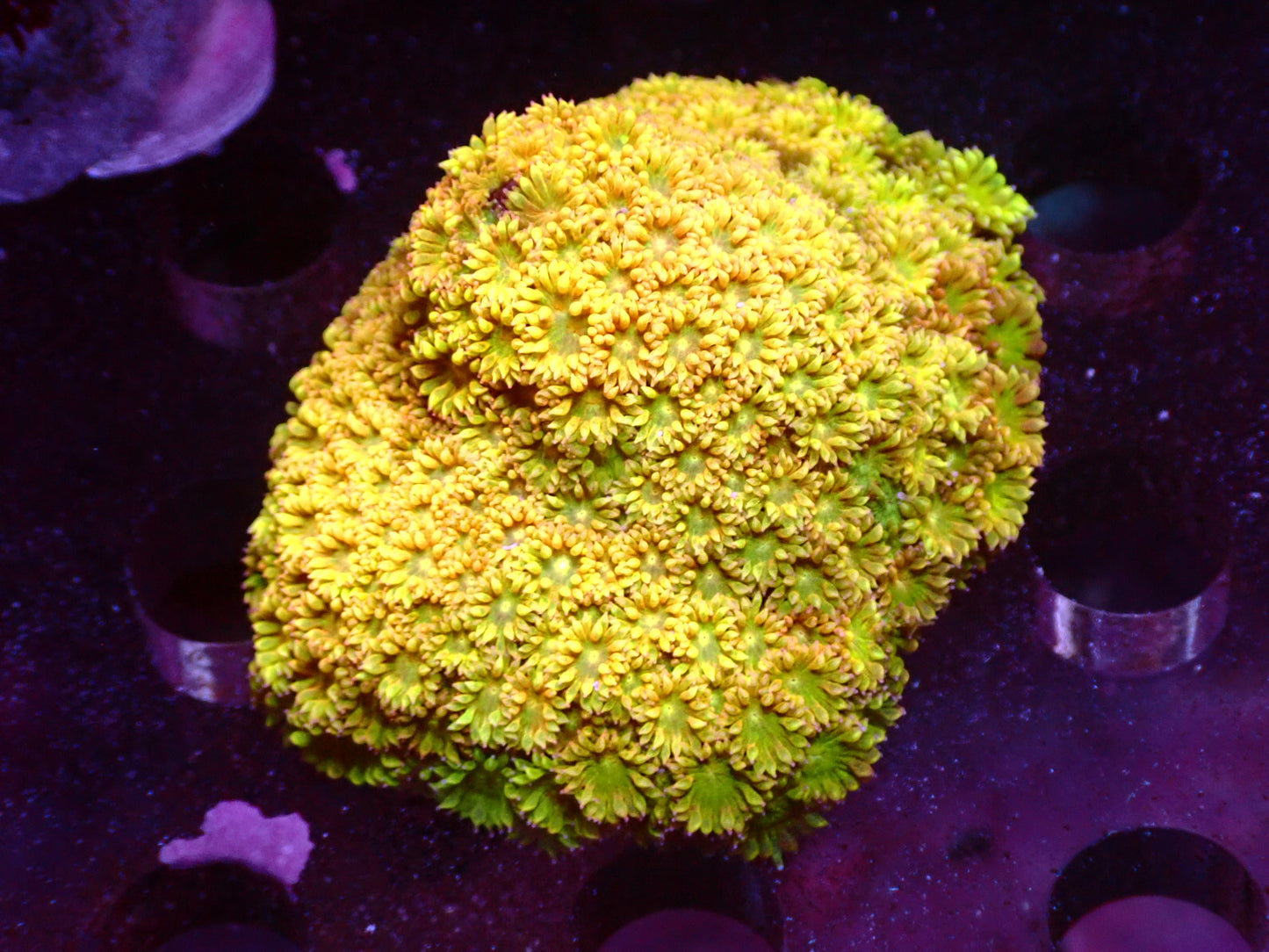 Sunset Bernardapora frag