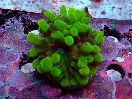 Sustainable reefs frag 7 wysiwyg