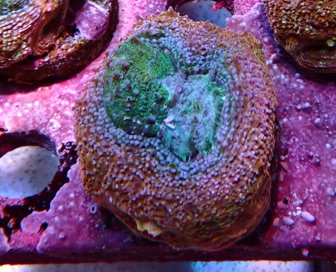 Acan bowerbanski frags