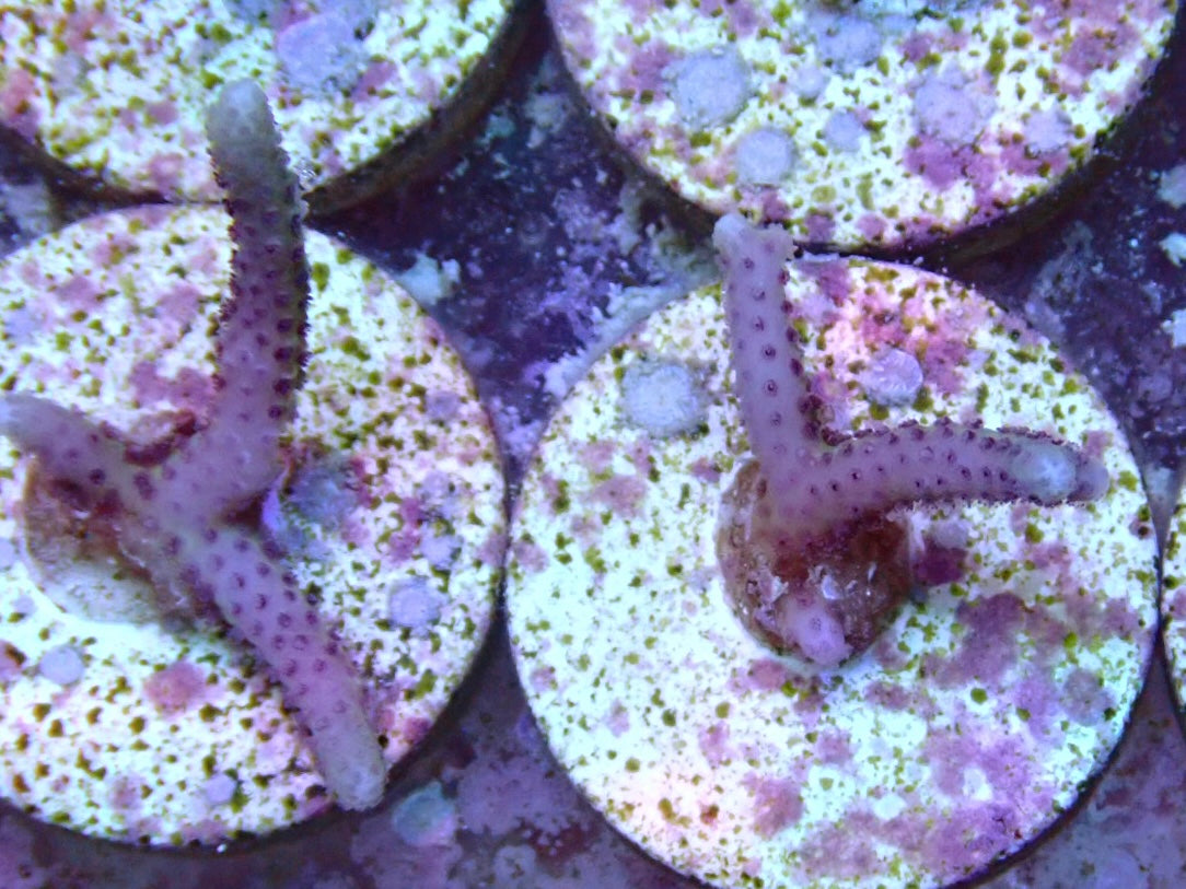 RS purple/pink birds nest Frags