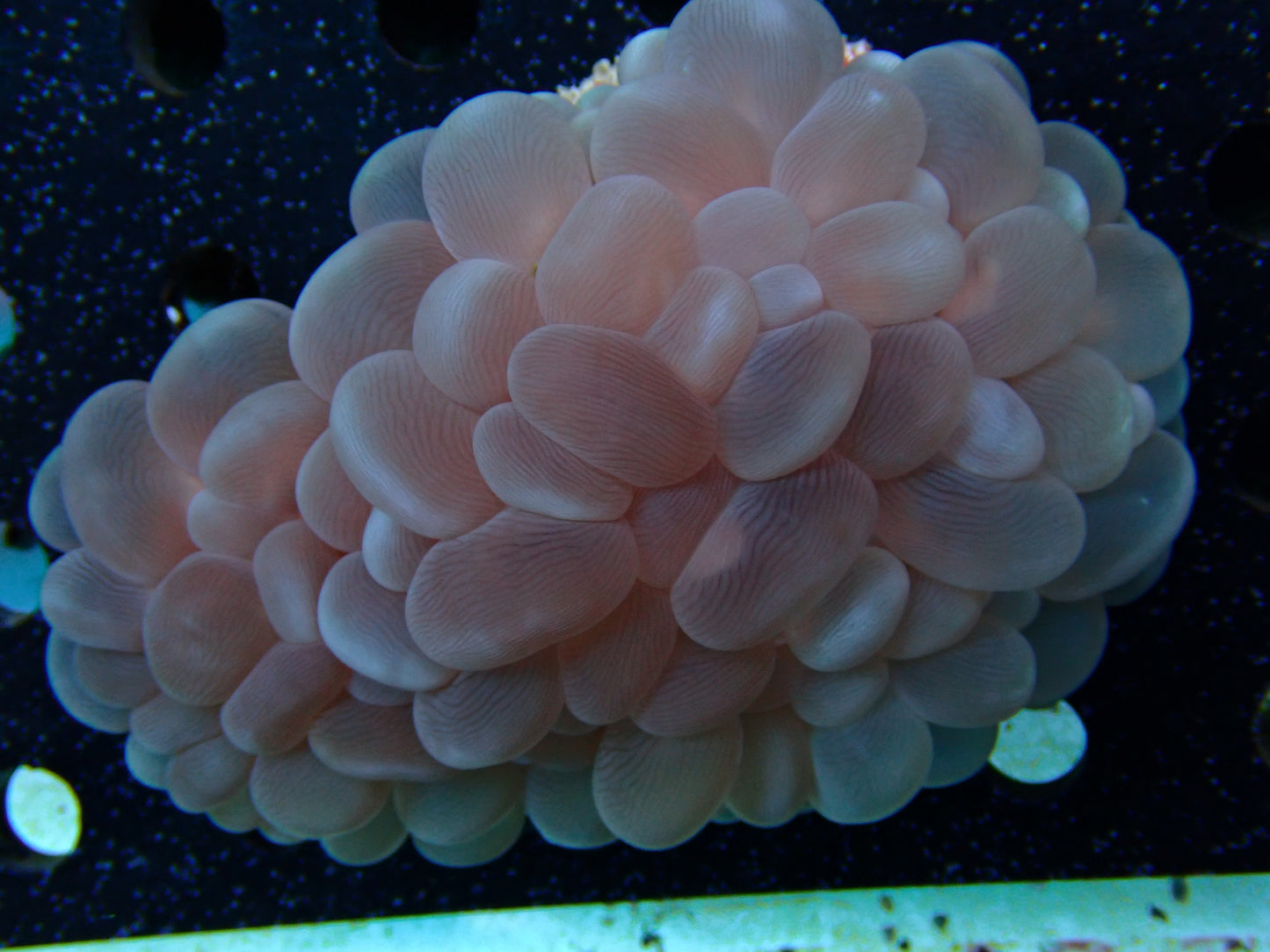 Plerogyra sinuosa Bubble Coral 2