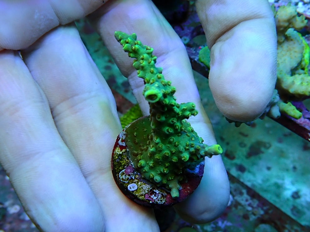 Reef Secrets Horrida sps Frags