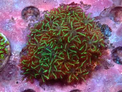 Soft Coral frag 7