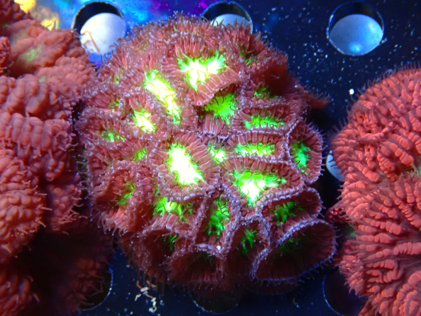 WYSIWYG Blastomussa Frag 4