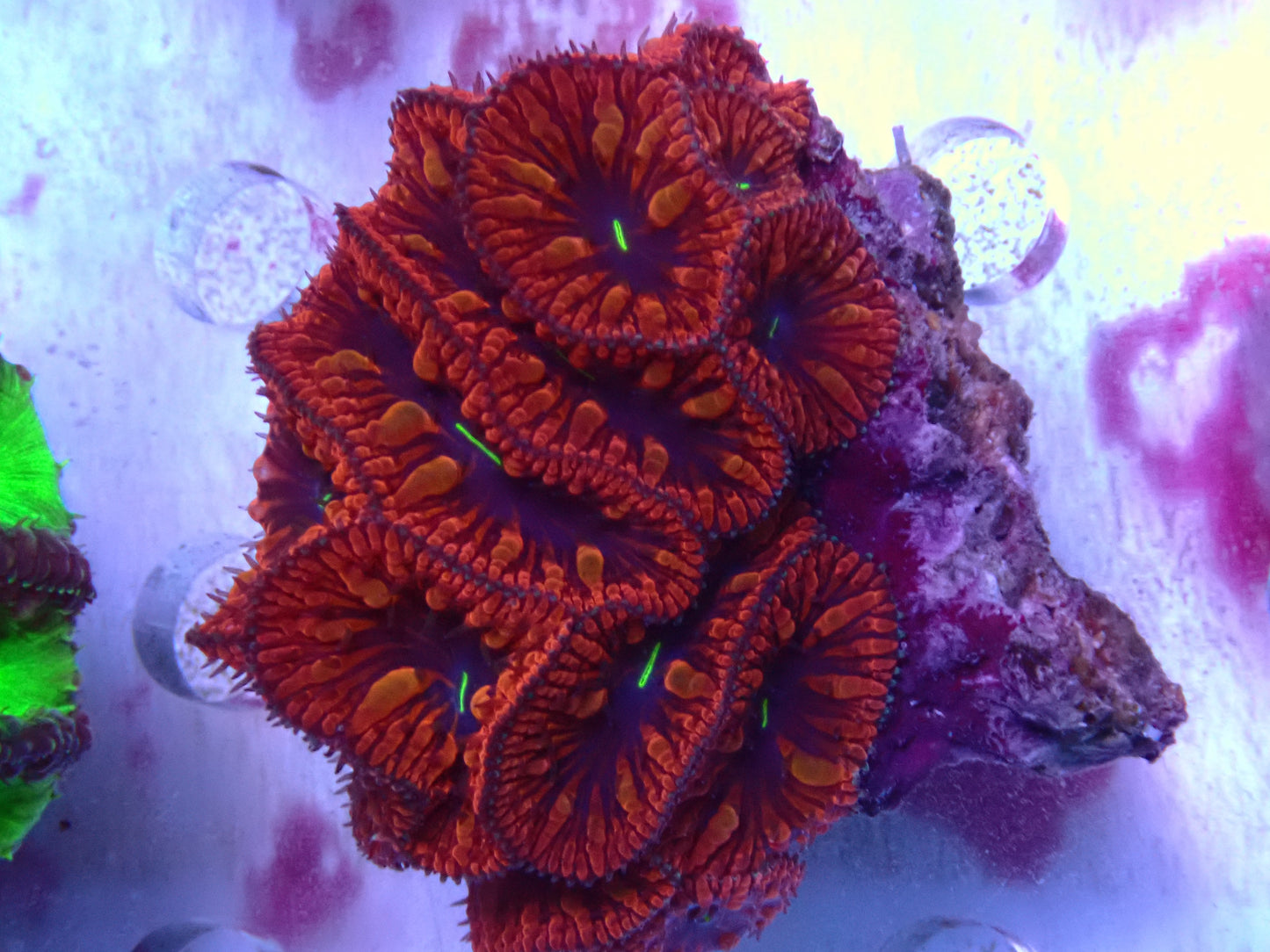 WYSIWYG Blastomussa red / purple centre colony
