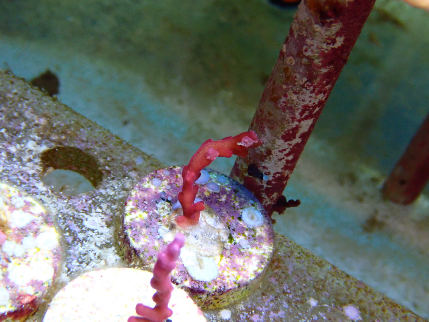 Red Dragon sps frags