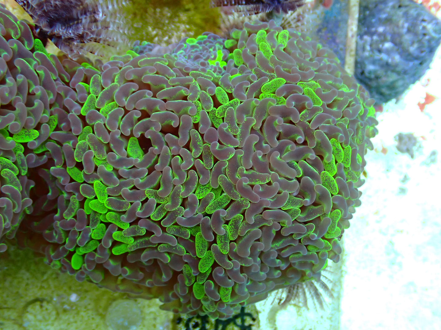 NT Parancora 1 WYSIWYG