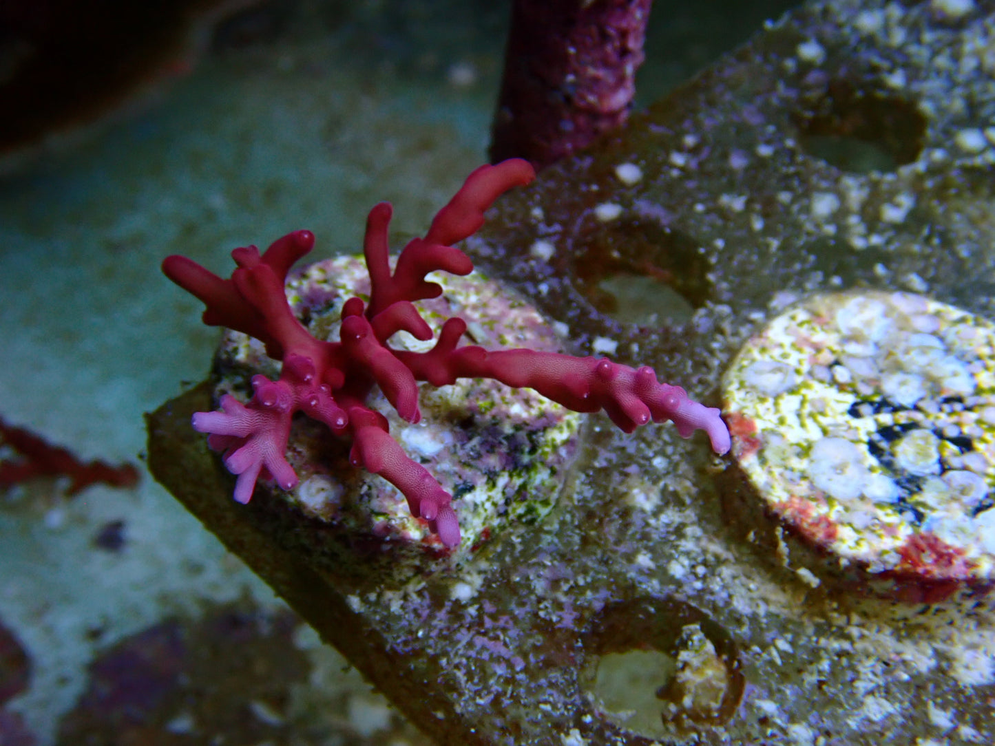 Red Dragon sps frags