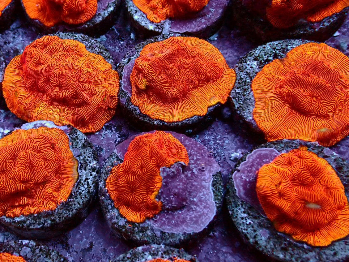 Orange Leptoseris Frags