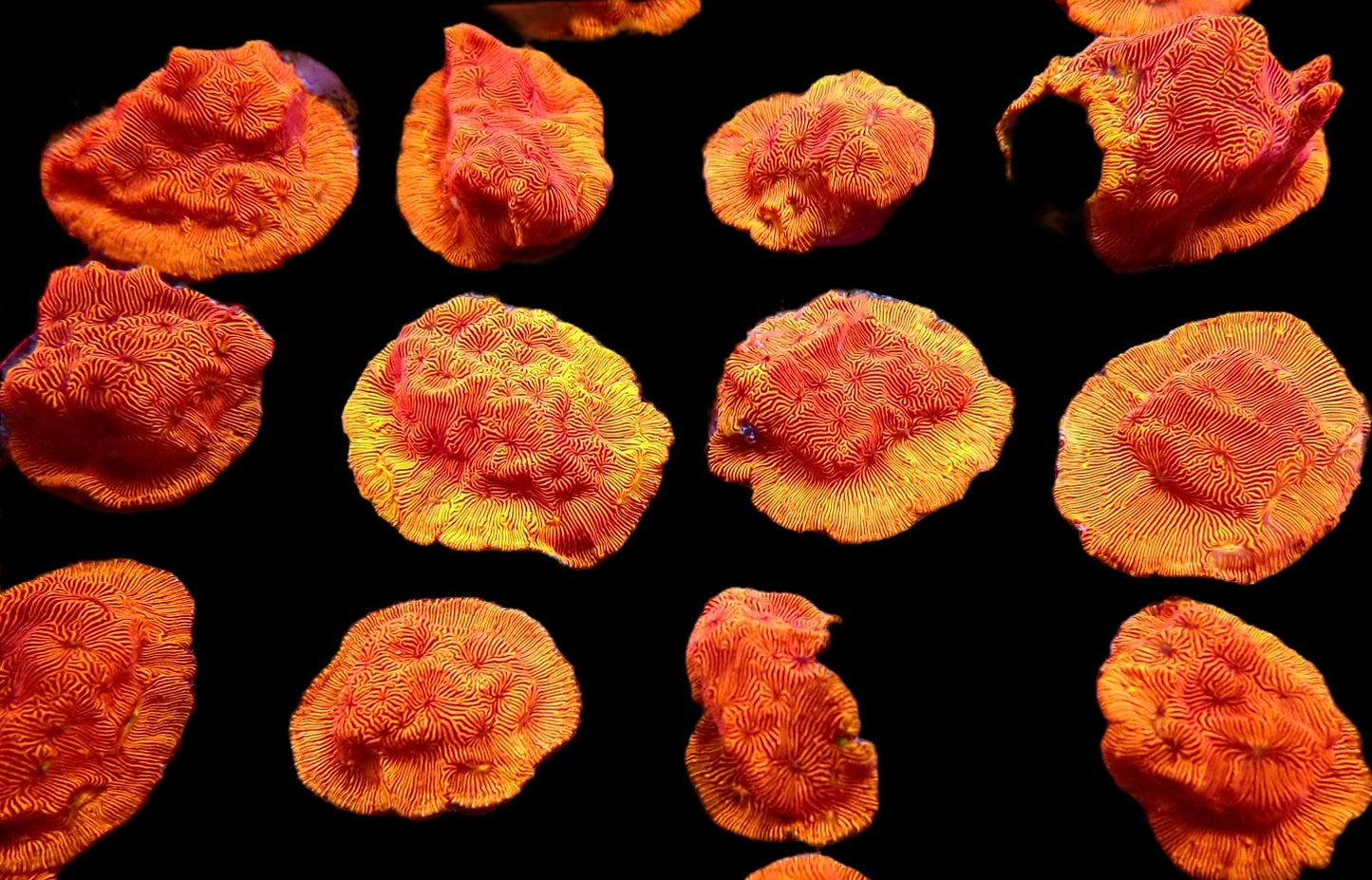 Orange Leptoseris Frags