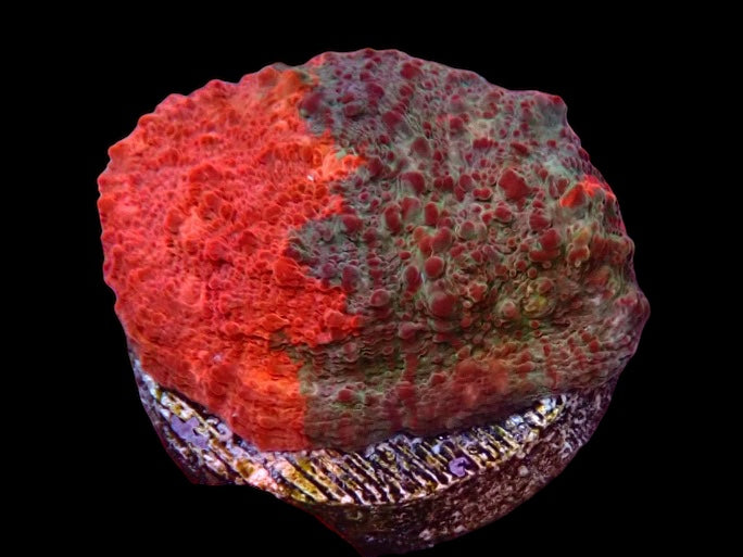 Multicolour Chalice