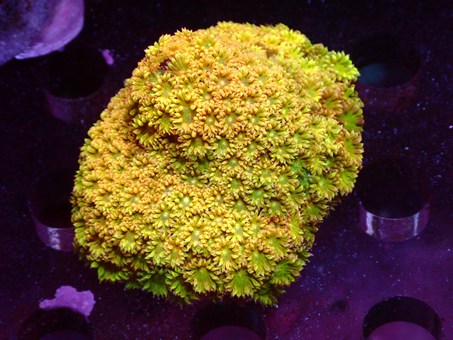 Sunset Bernardapora frag