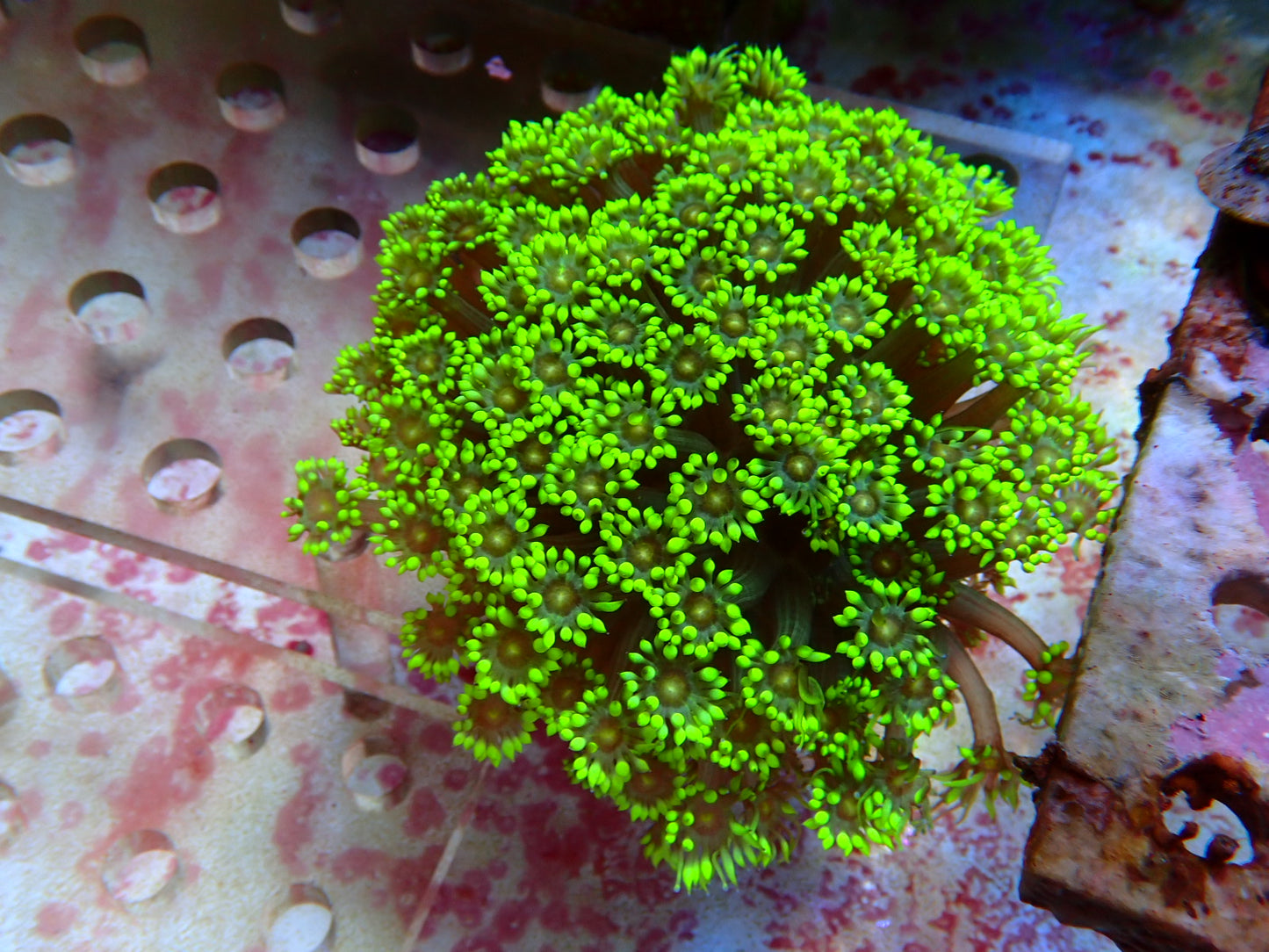 Alveopora green tip colony 1