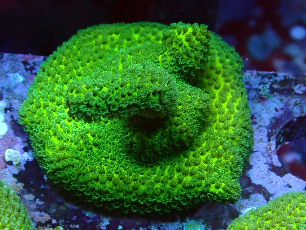 Green digi Frag 1