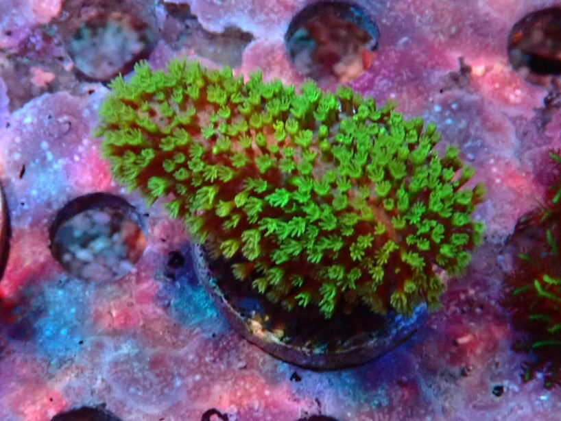 Soft Coral frag 6