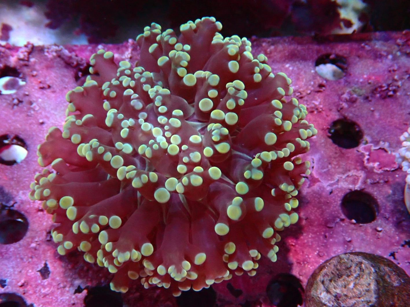 NT frogspawn - Euphyllia 3