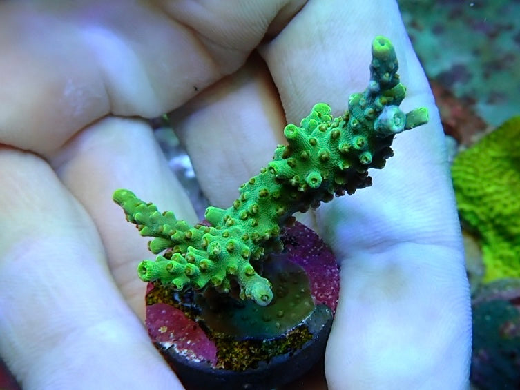 Reef Secrets Horrida sps Frags