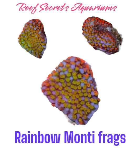 Rainbow Monti