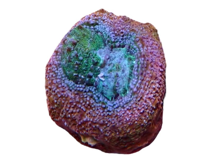 Acan bowerbanski frags