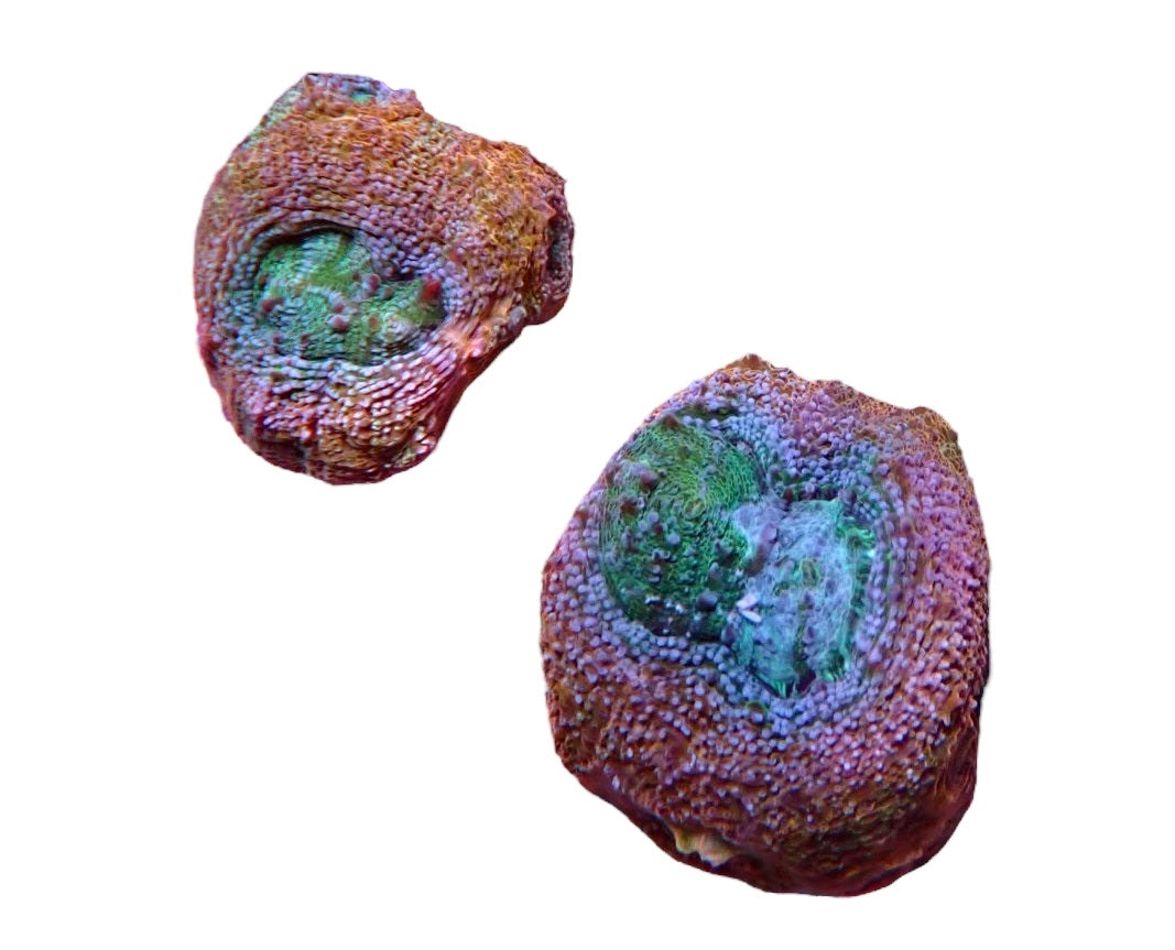 Acan bowerbanski frags