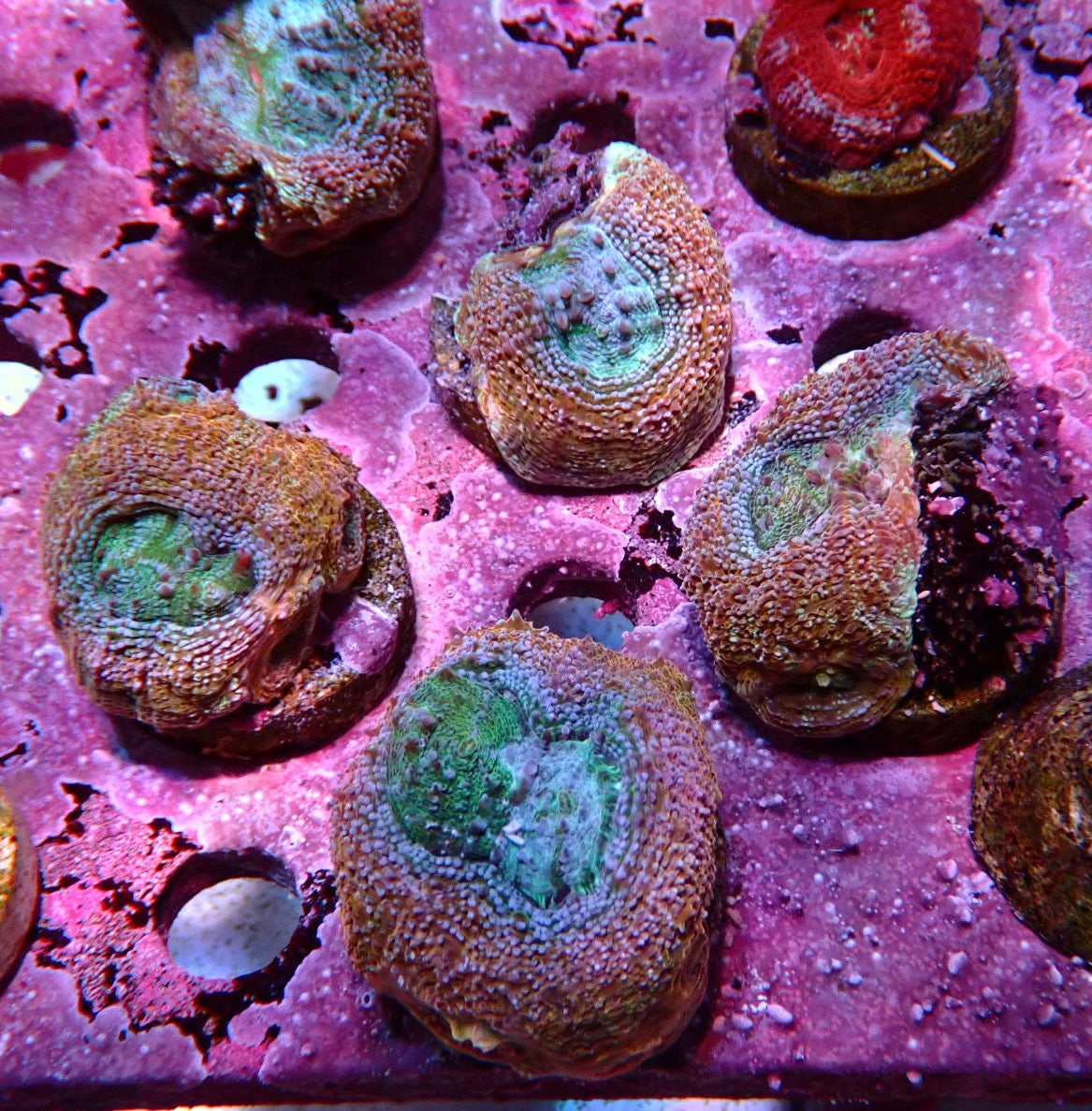 Acan bowerbanski frags