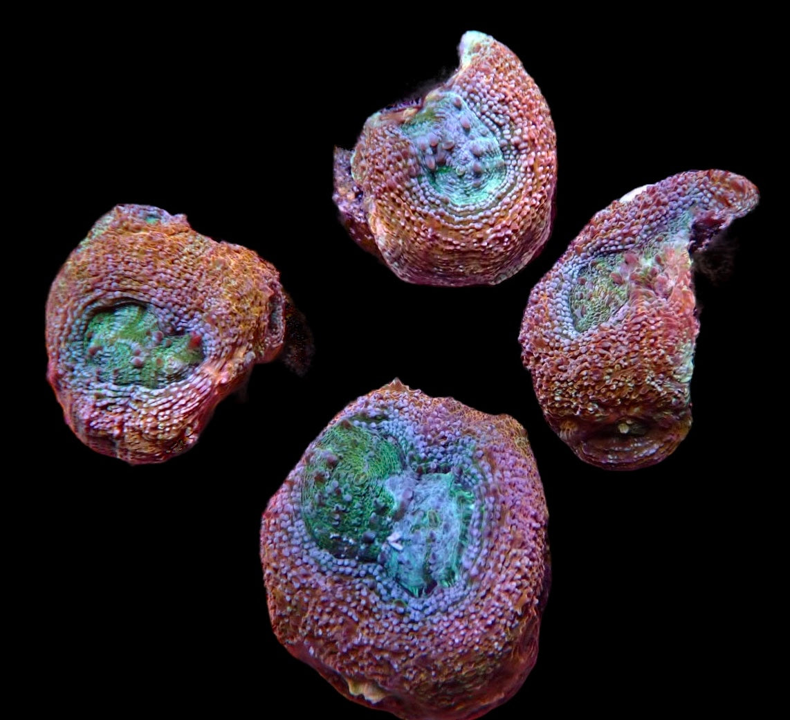 Acan bowerbanski frags