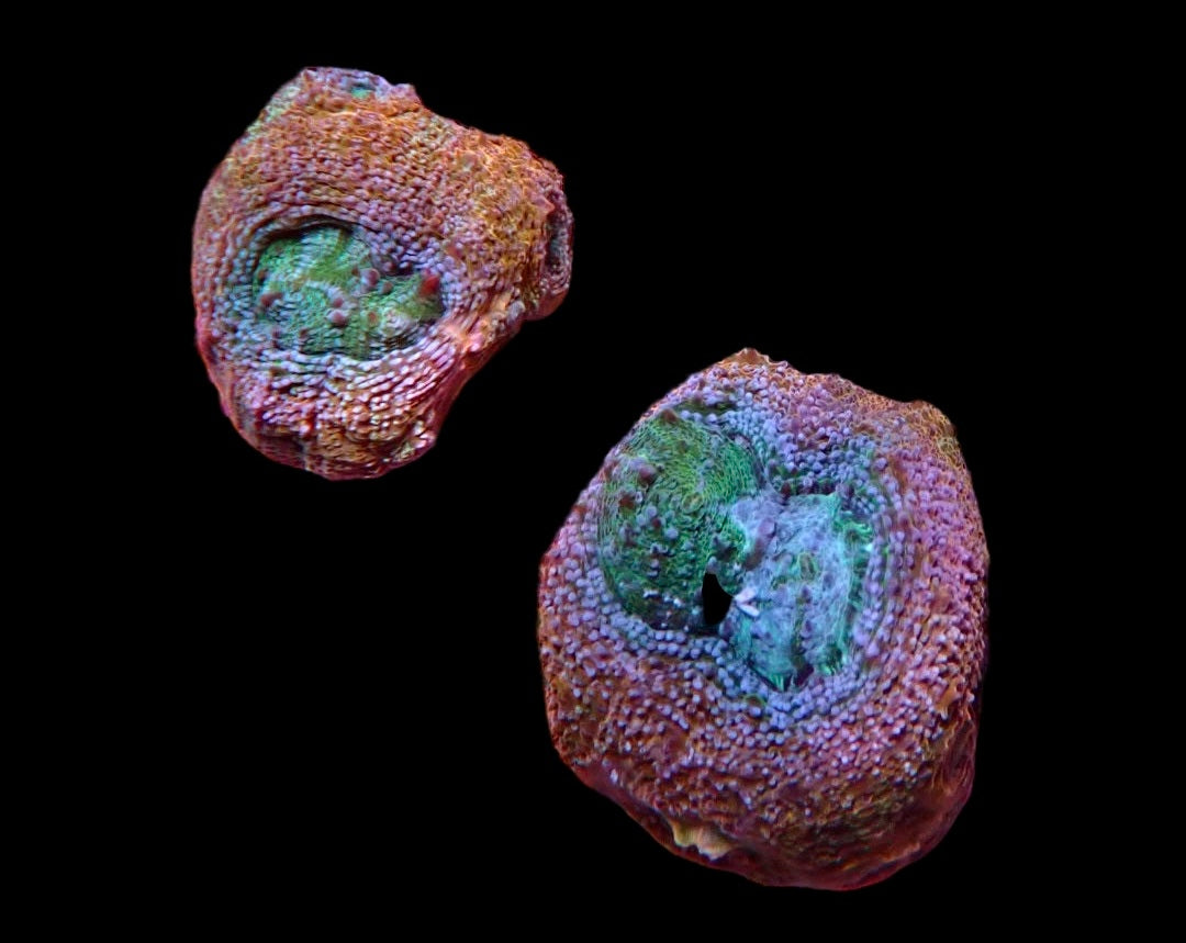 Acan bowerbanski frags