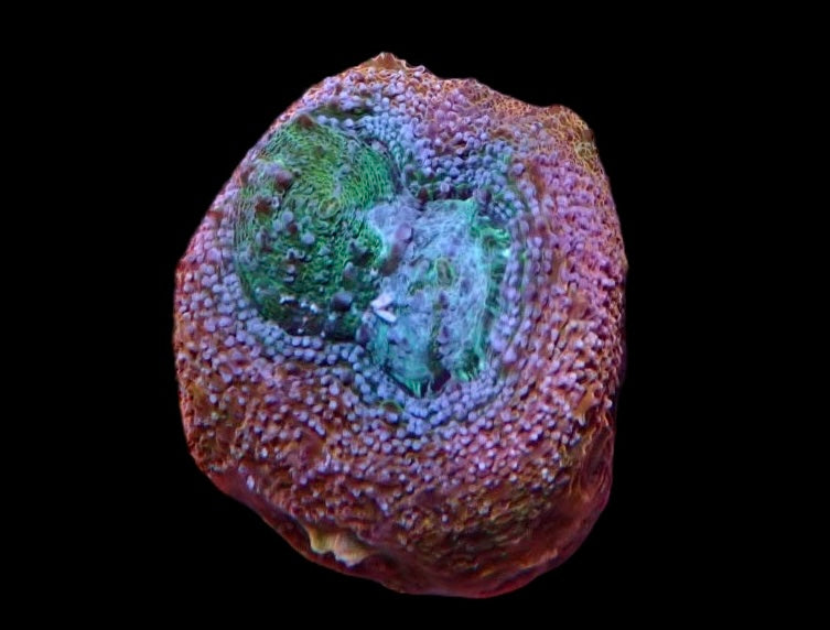 Acan bowerbanski frags