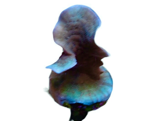 Pavona Cactus Frags small