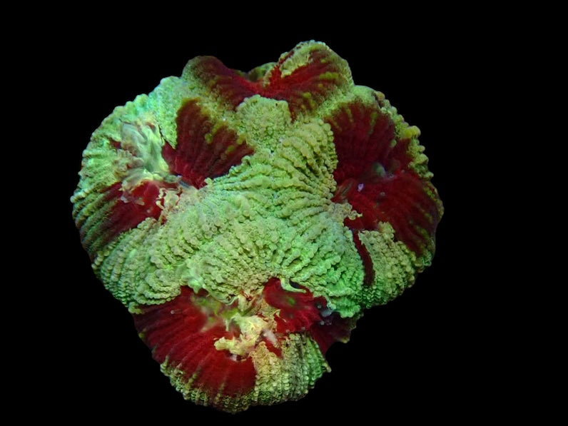 Favia Green red splash frag