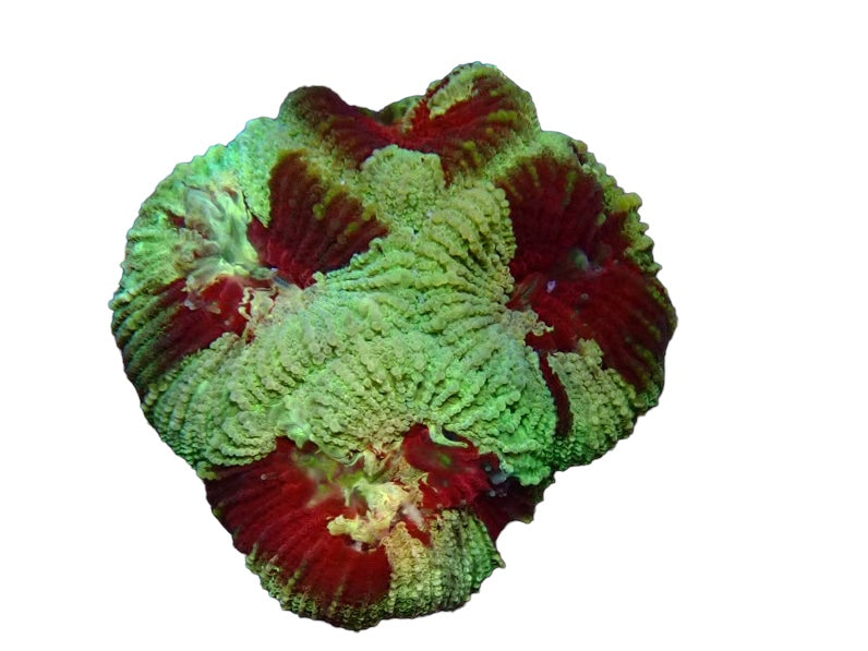 Favia Green red splash frag