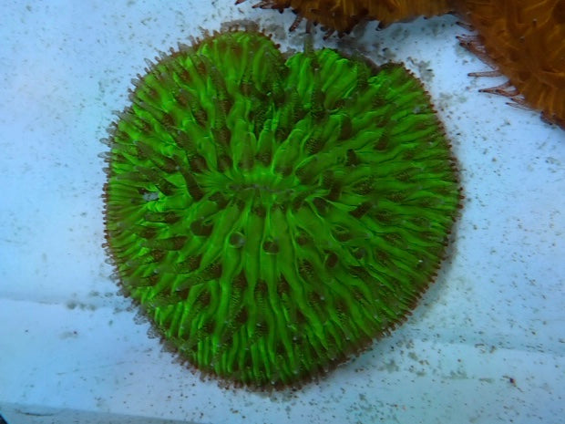 Green Fungia