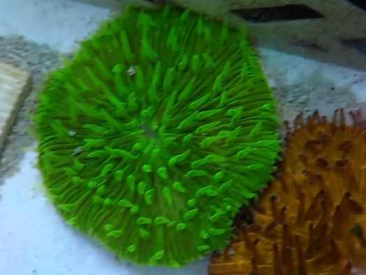 Green Fungia