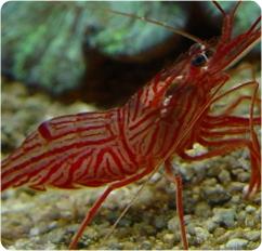 Peppermint Shrimp.