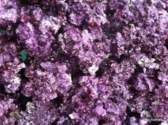 Real Reef Rock base .