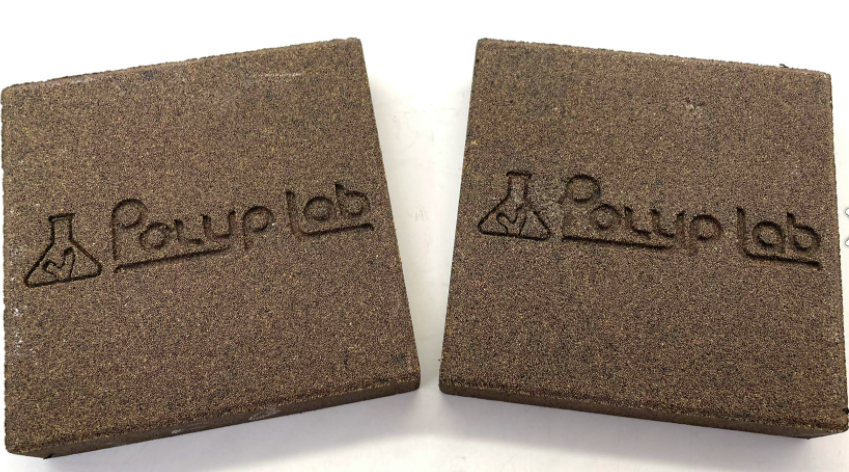 PolypLab Genesis Rock