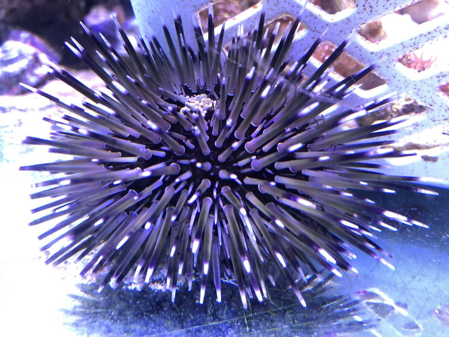 Short Spine Sea Urchins