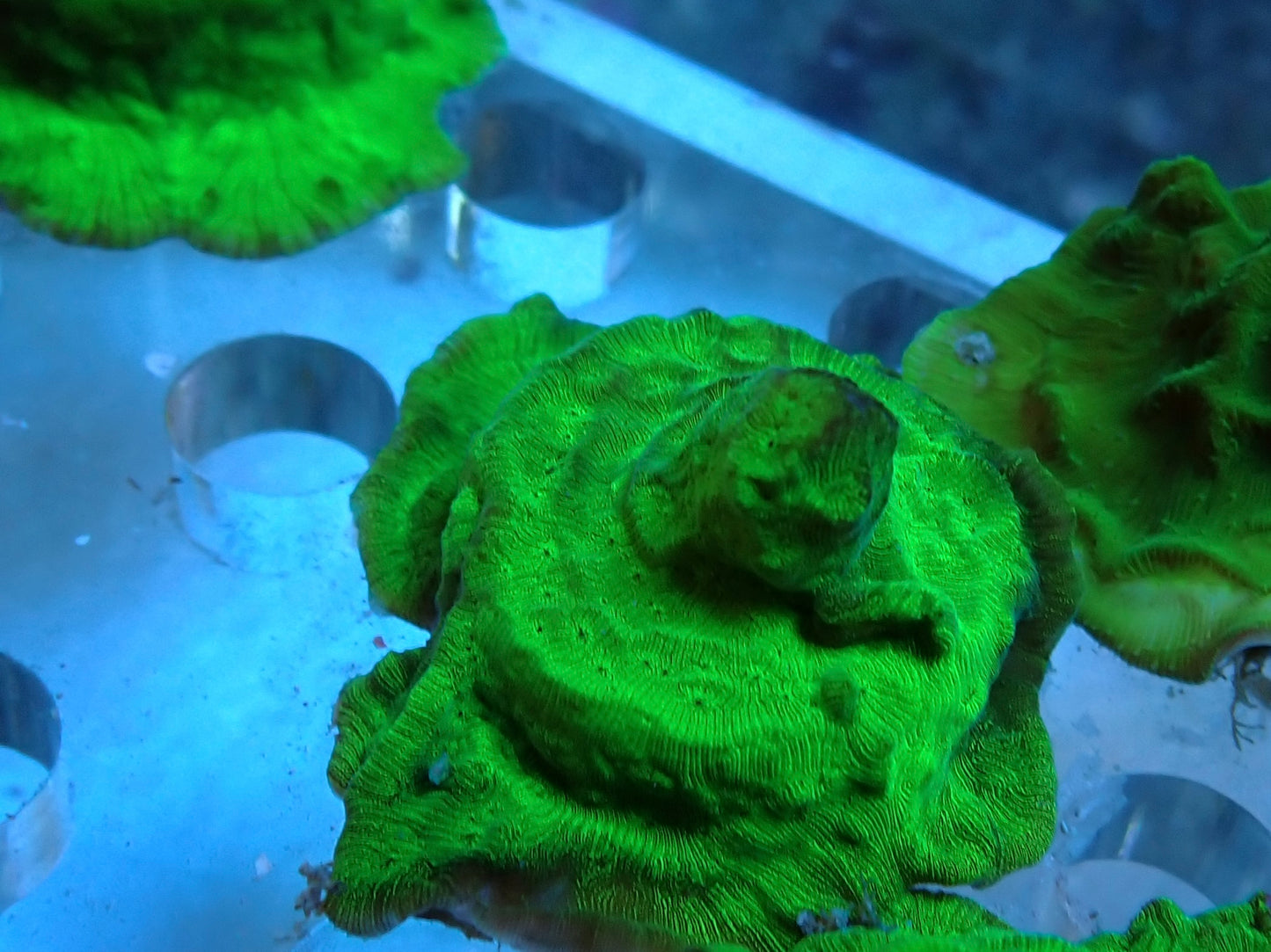 RSA Green leptoseris