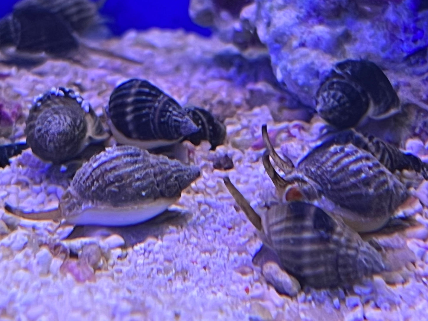 Nassarius Snail