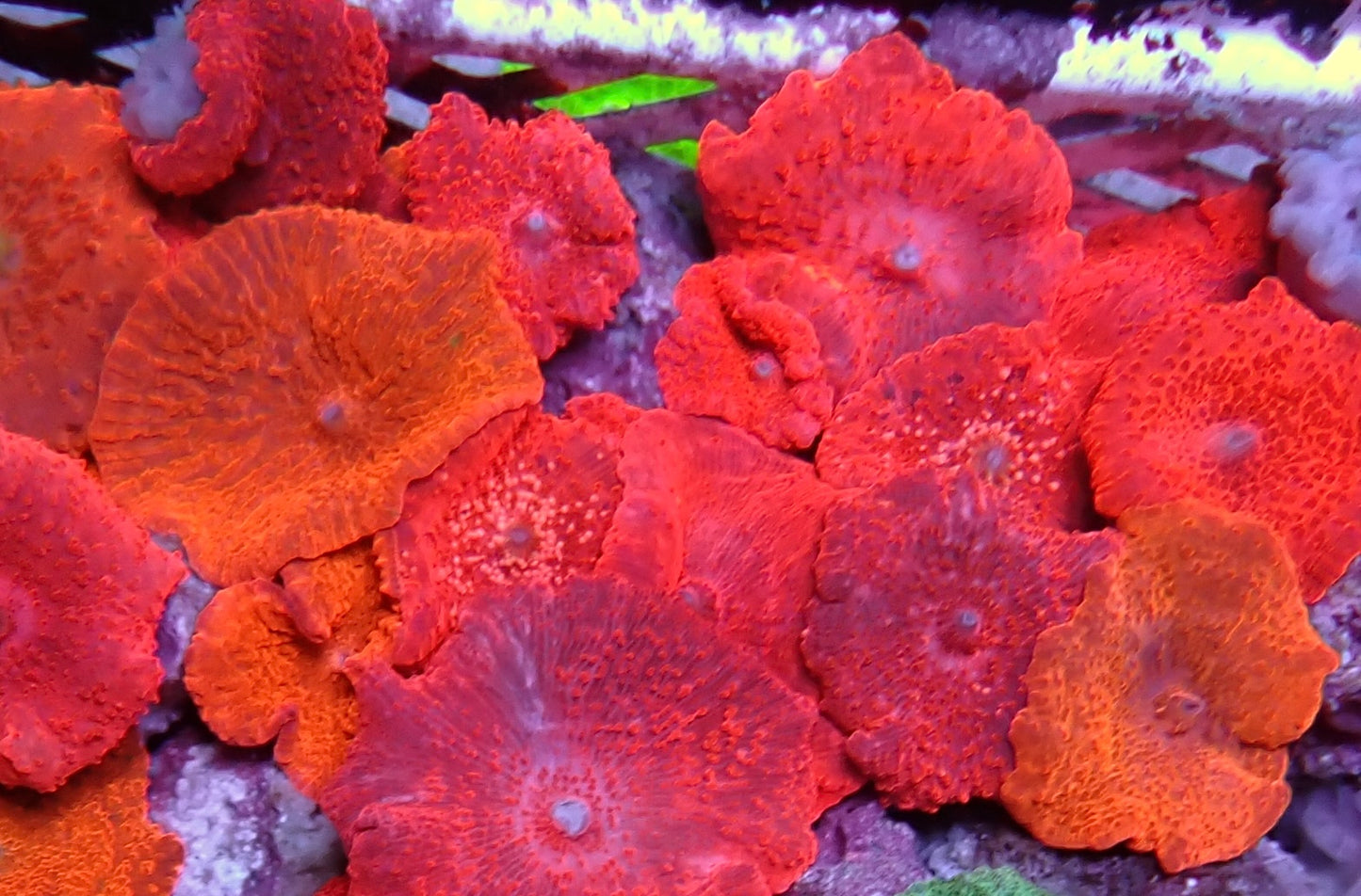 Ultra bright Pink/orange Corallimorphs per morph