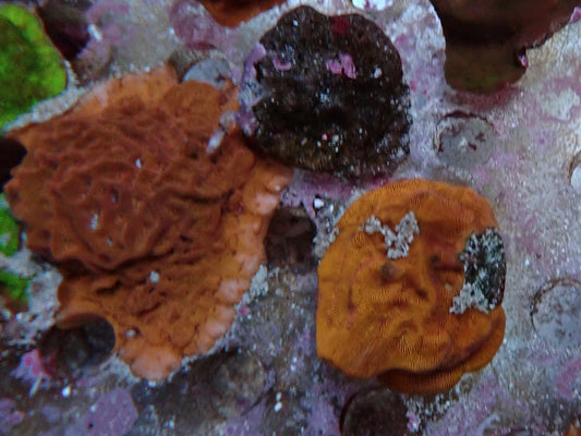 RSA Orange leptoseris