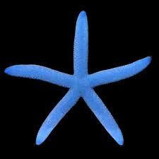 Blue Starfish