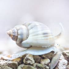 Nassarius Snail